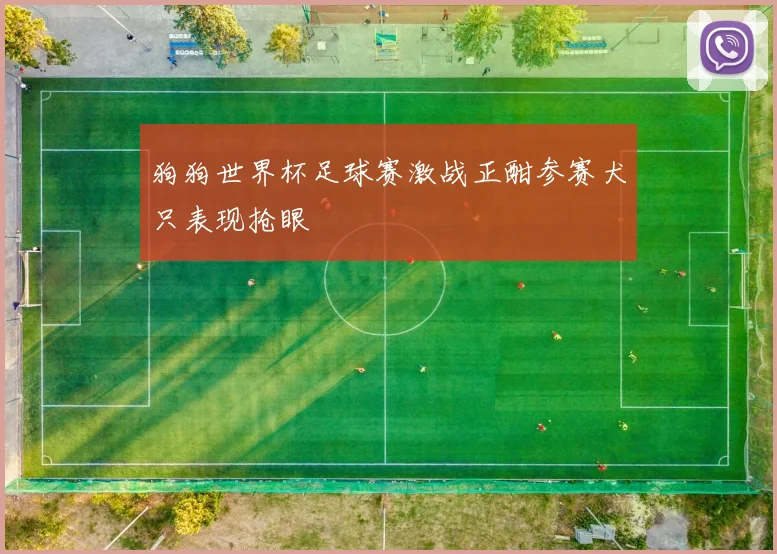 狗狗世界杯足球赛激战正酣参赛犬只表现抢眼