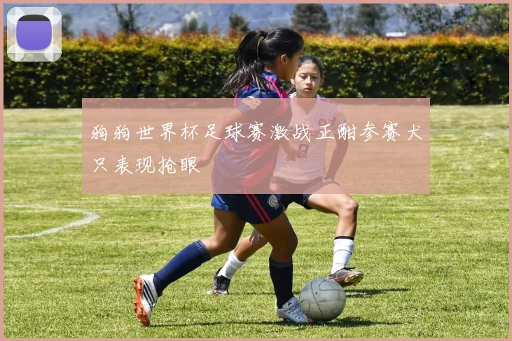 狗狗世界杯足球赛激战正酣参赛犬只表现抢眼